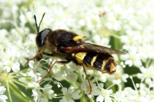 Stratiomys potamida